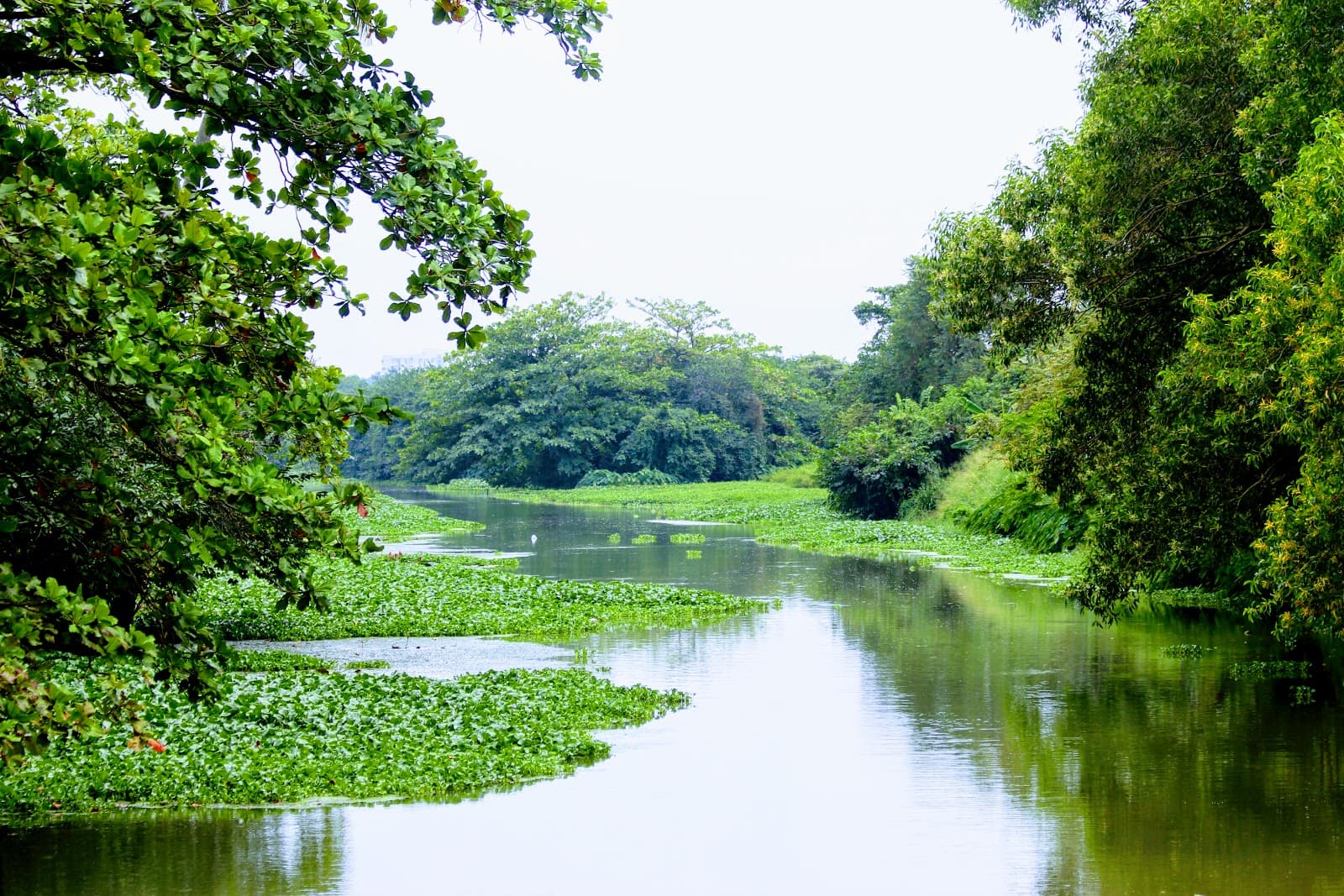 Attidiya Bird Sanctuary
