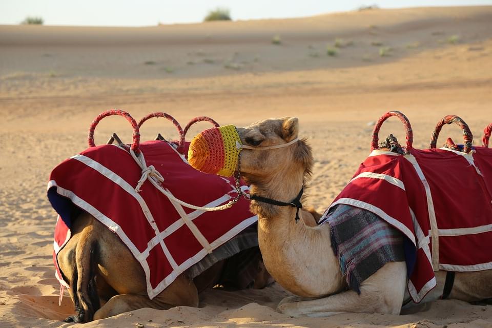 Dinner on Dune with Camel Safari in Bikaner