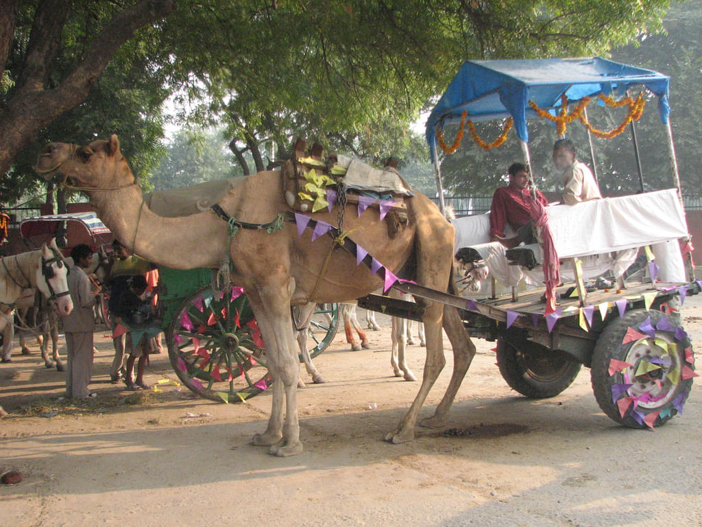 Camel Safari from Bhadla to Karnu