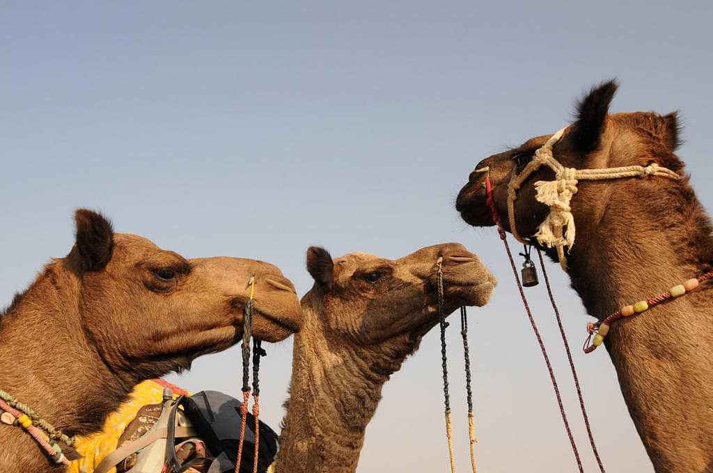 Camel Safari with Camping from Dawa to Kakkoo