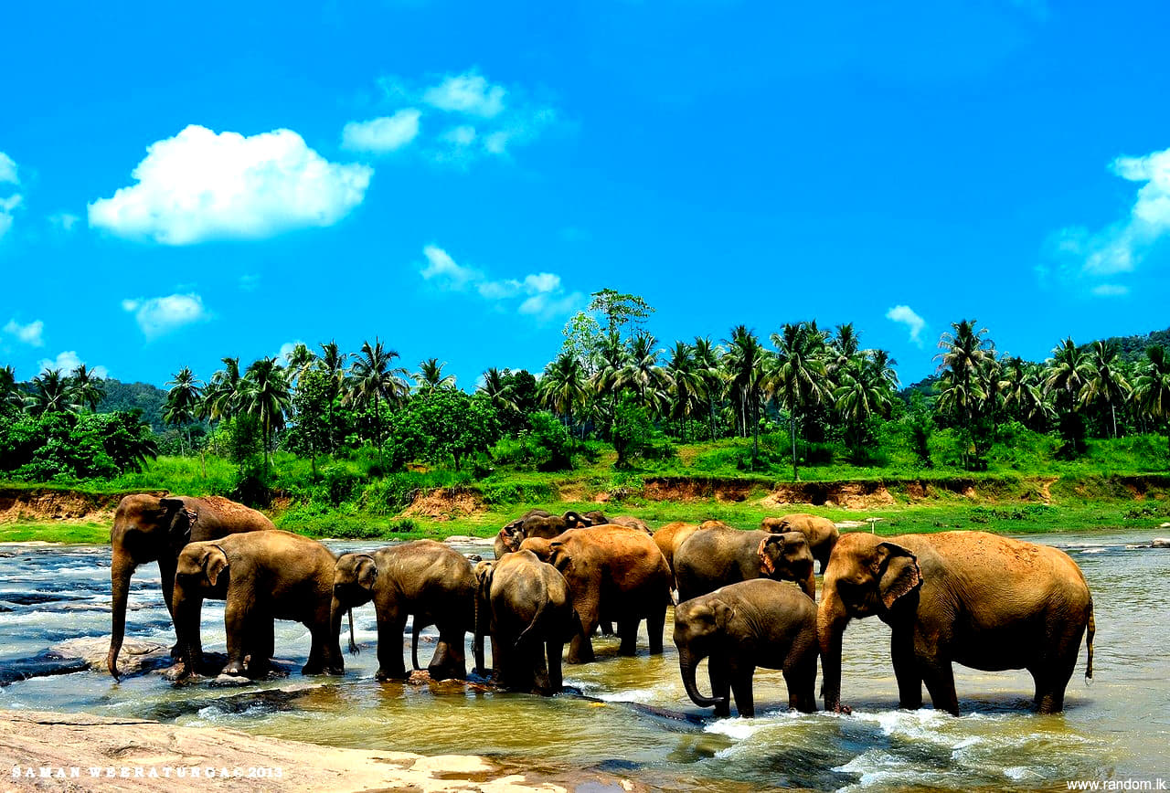 Visit Pinnewala Elephant Orphanage