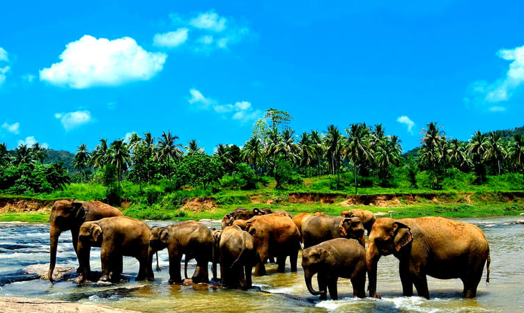 Visit Pinnewala Elephant Orphanage