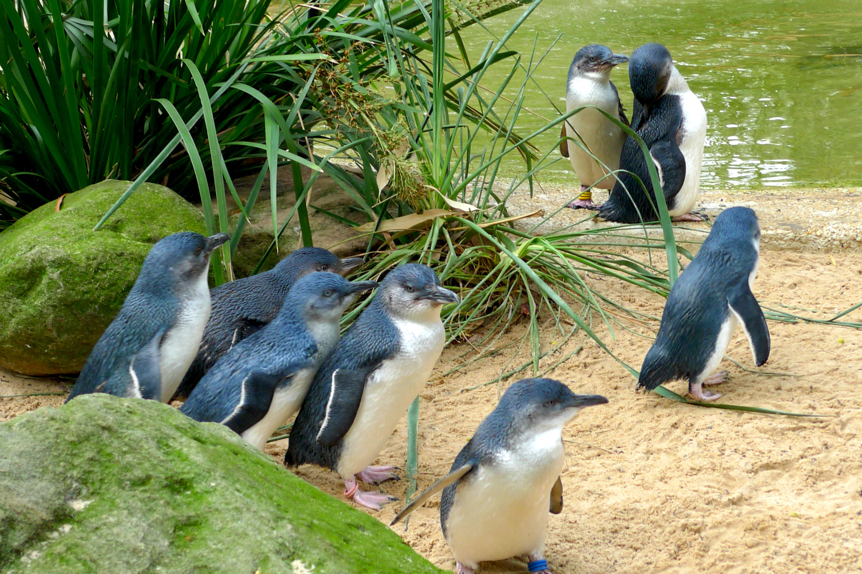 Penguin Parade Phillip Island Tickets, Book @ Flat 15% off