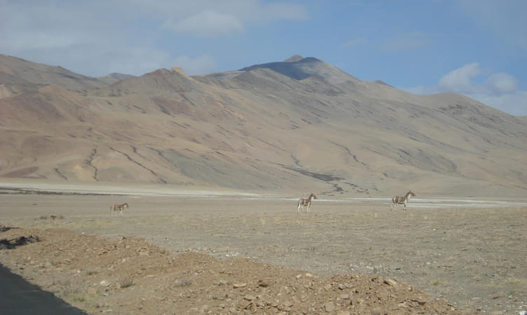 Wildlife Tour Packages of Ladakh