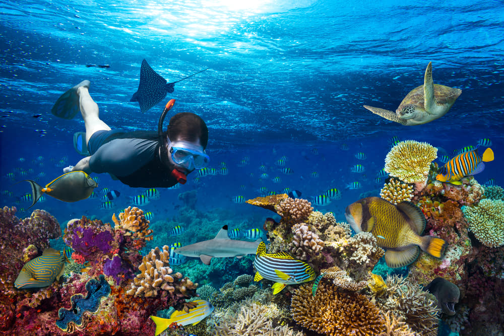 Experience the Marine Life by Going Snorkeling