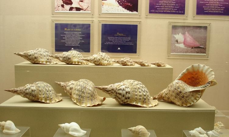 Phuket Seashell Museum
