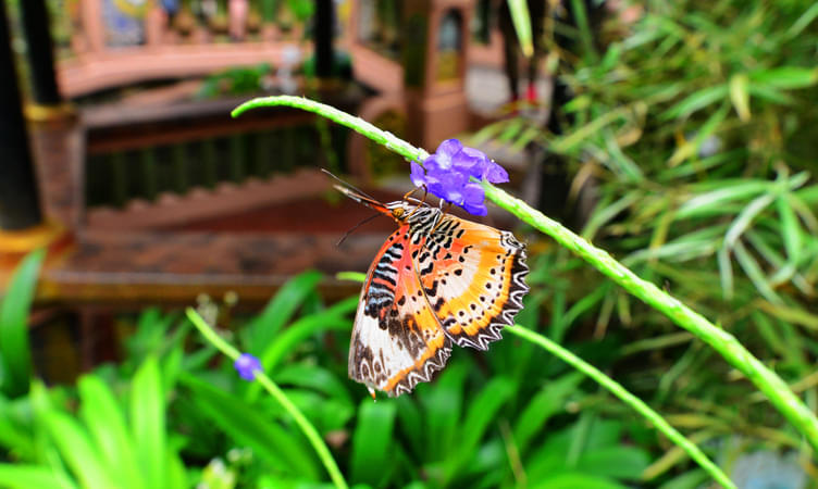 Experience Penang Butterfly Park