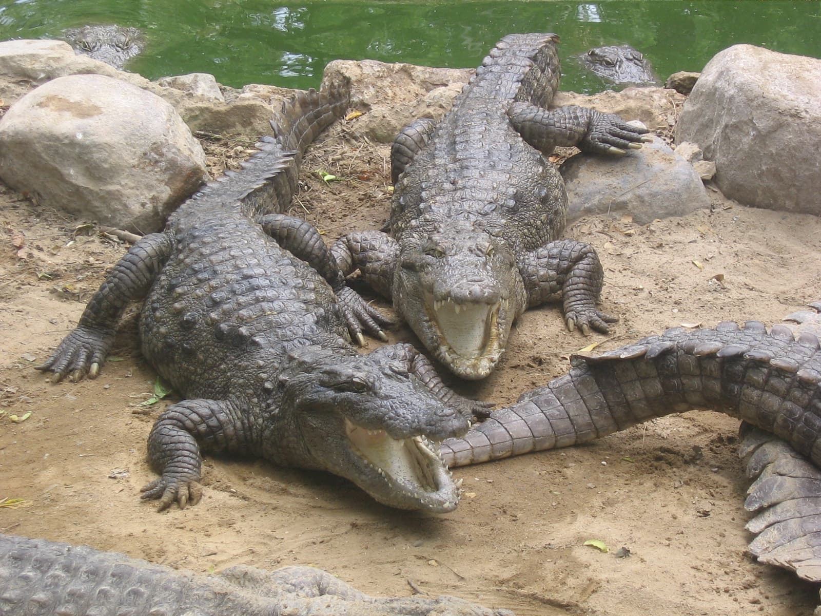 Visit Battambang Crocodile Farm