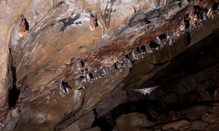 Khao Yai National Park’s Bat Caves, Hin Tung