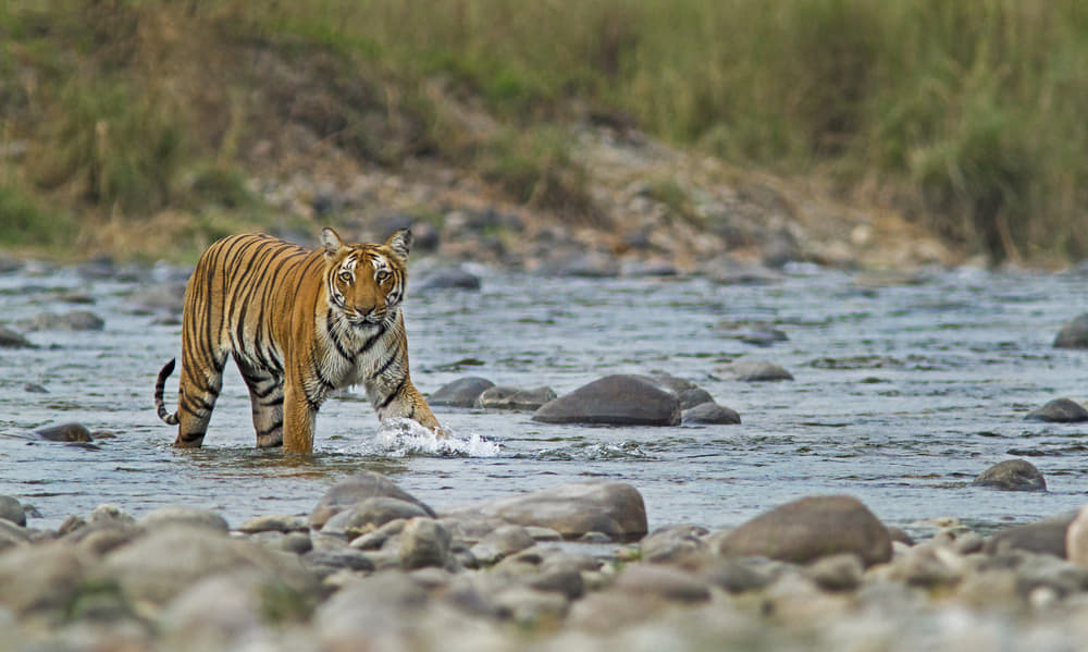 Jim Corbett National Park (300 kms from Delhi)
