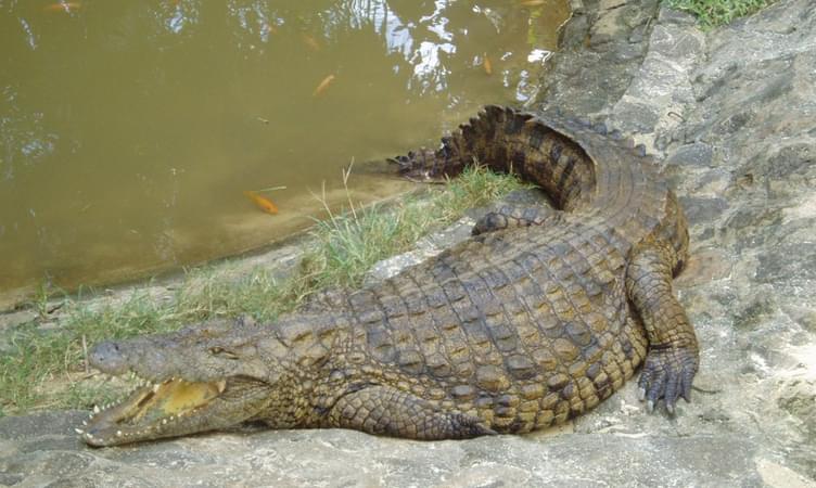 La Vanille Crocodile Park near Pot Louis