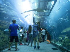 Dubai Aquarium & Underwater Zoo Combo, Get 20% off