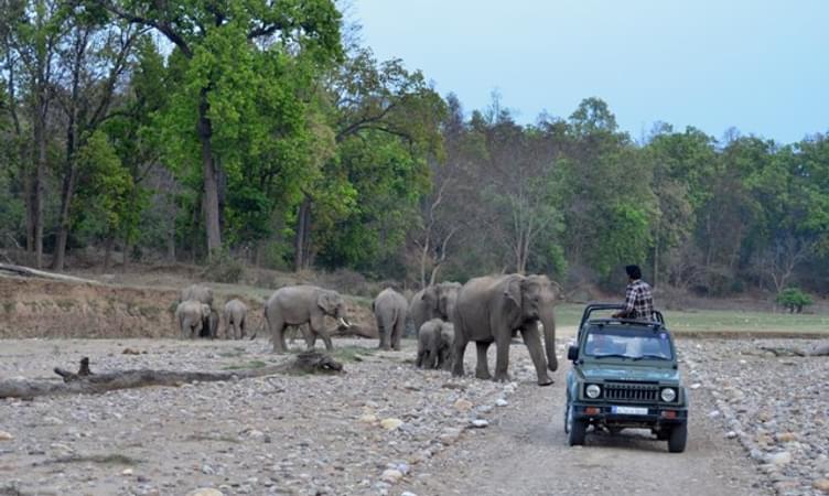 Rajaji National Park Wildlife Safari