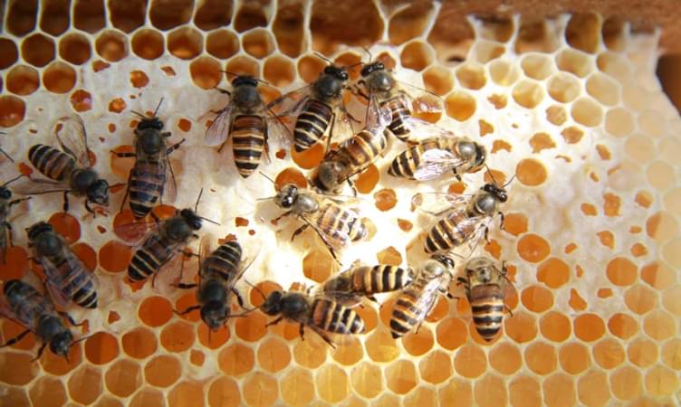 Honey Bees Centre