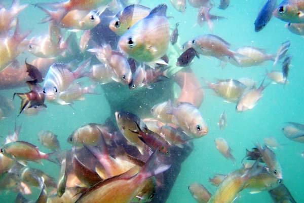 Scuba Diving at Tarkarli with Watersports | Book @ 817 Only