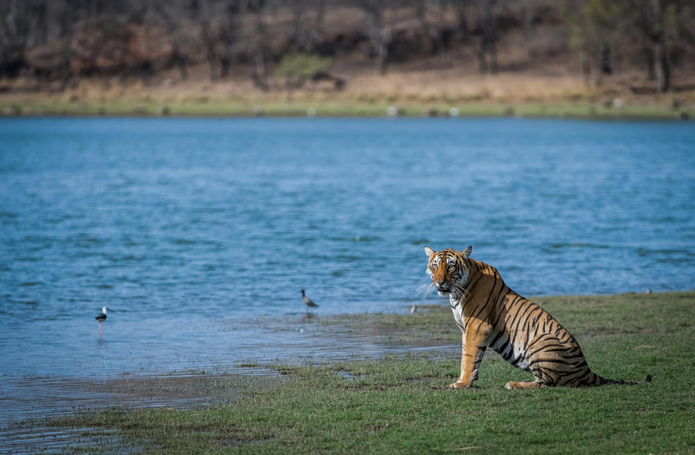 Ranthambore National Park Safari - A Detailed Guide