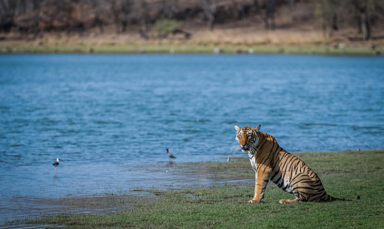Tips to Know While Travelling to Ranthambore National Park