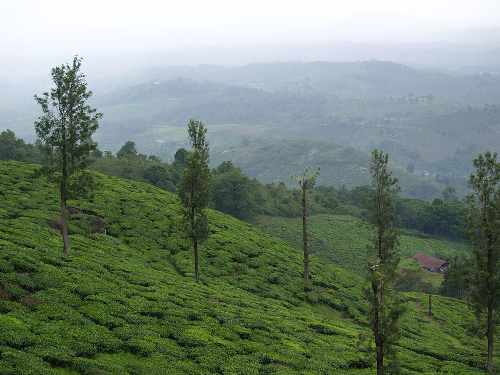 Wayanad | Hd nature wallpapers, Nature wallpaper, Landscape wallpaper