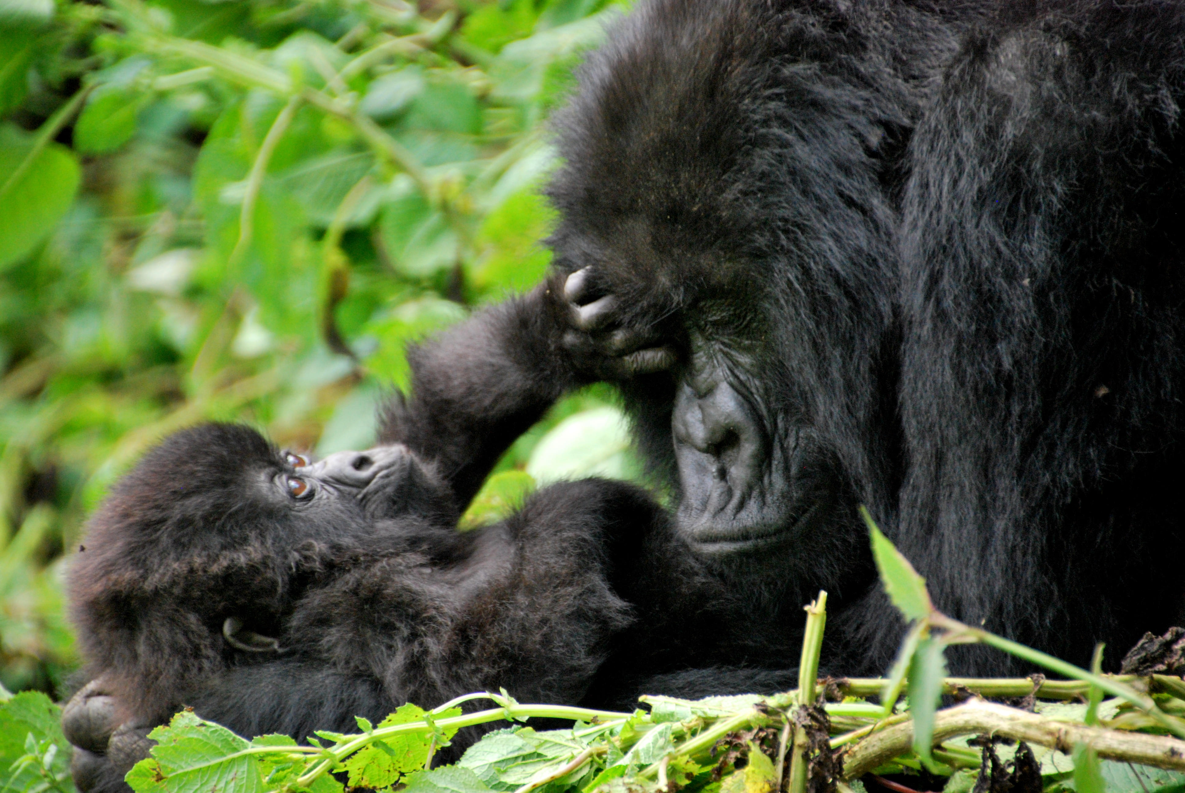 Gorilla Sighting Tour in Rwanda