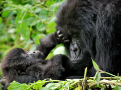 Gorilla Sighting Tour in Rwanda