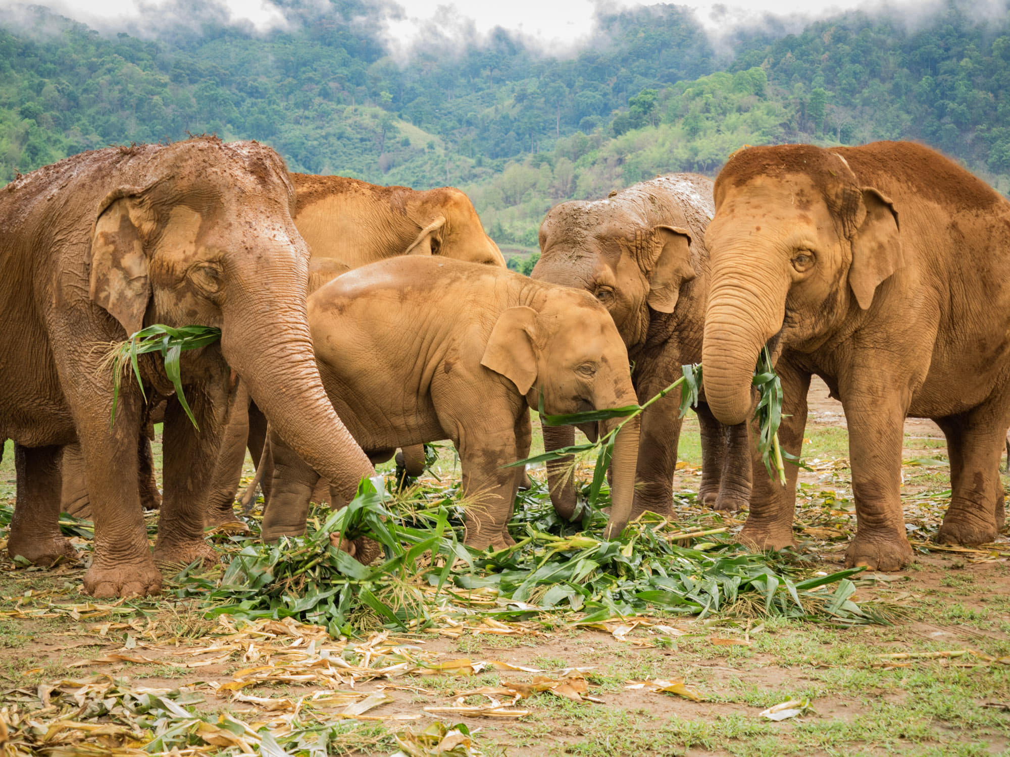 15 Elephant Camps in Chiang Mai You For A Ravishing Thai Vacay