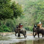 10 Best Places for Elephant Trekking in Phuket: Prices & Timings