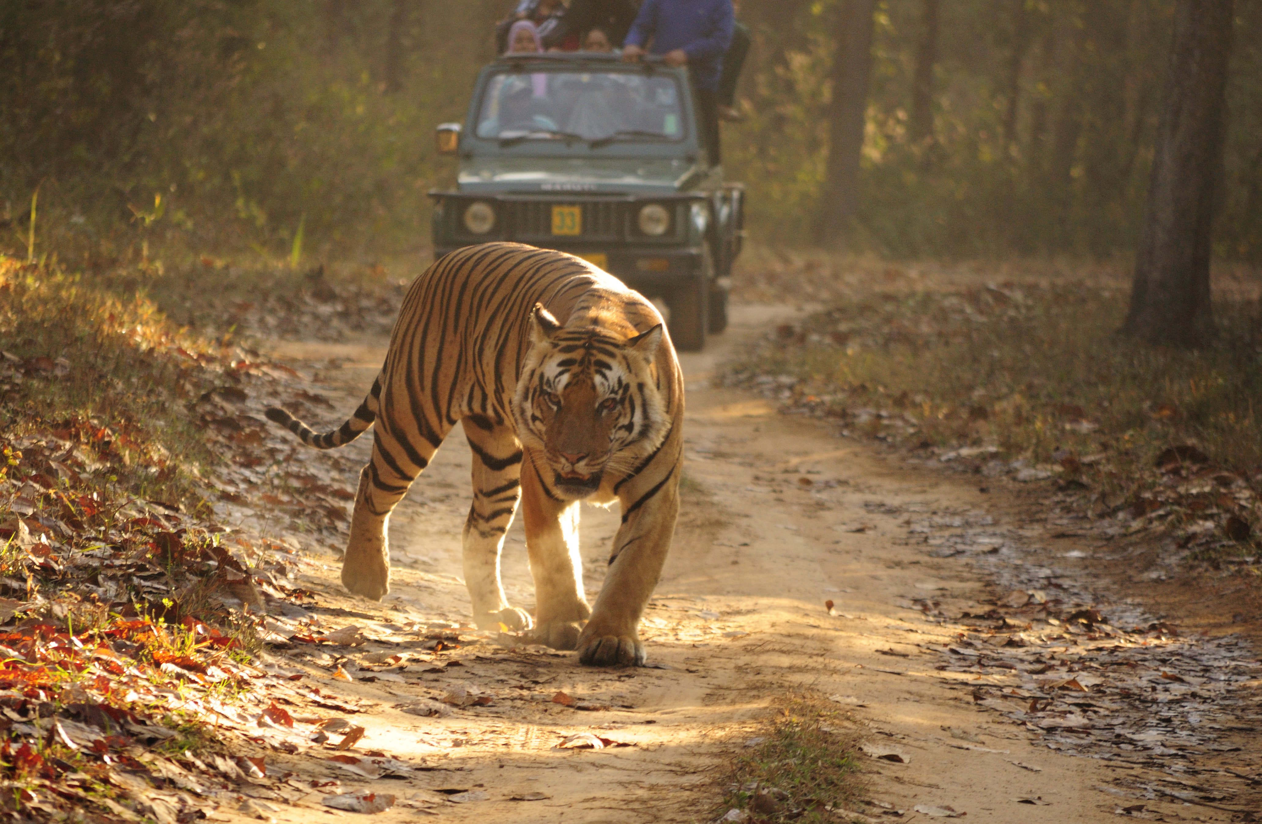 Kanha Tiger Reserve, Madya Pradesh