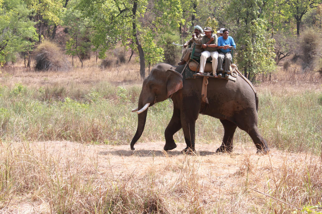 Bharatpur Bird Sanctuary Safari: A Detailed Guide