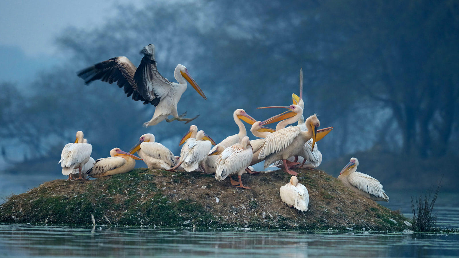 Bharatpur Bird Sanctuary Safari: A Detailed Guide