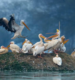 Bharatpur Bird Sanctuary Safari: A Detailed Guide