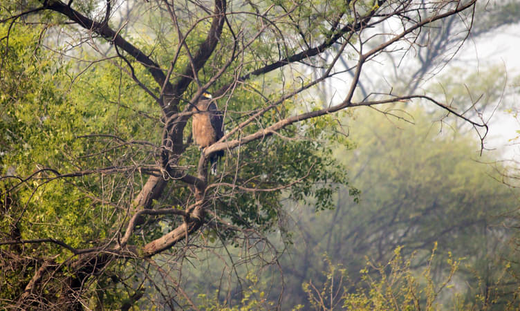 Best Time to Visit Bharatpur Bird Sanctuary