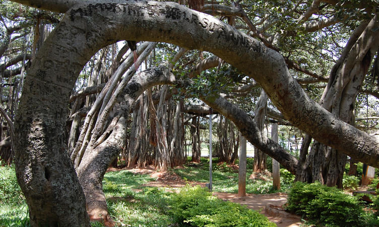 Big Banyan Tree - 34 km from Bangalore
