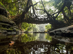 Living Root Bridge Trek 2022, Meghalaya | Book @ Flat 20% off