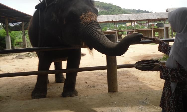 Kinnaree Elephant Trekking Tours
