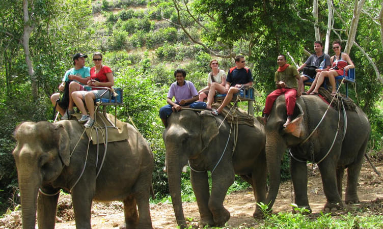 Phuket Elephant Rides