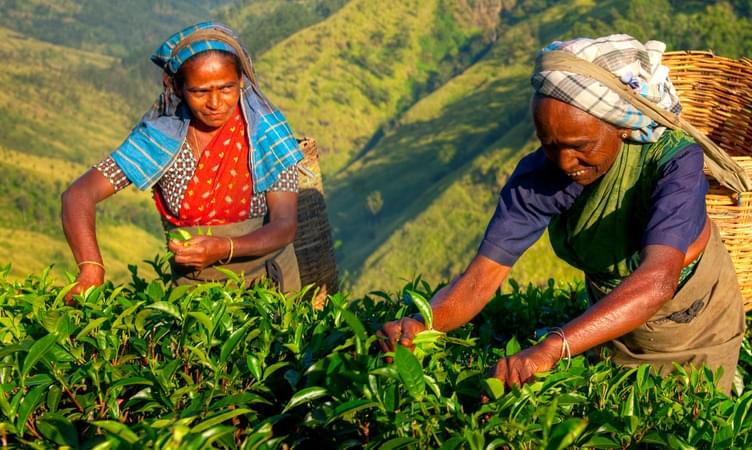 Tea and Herb Tour in Colombo