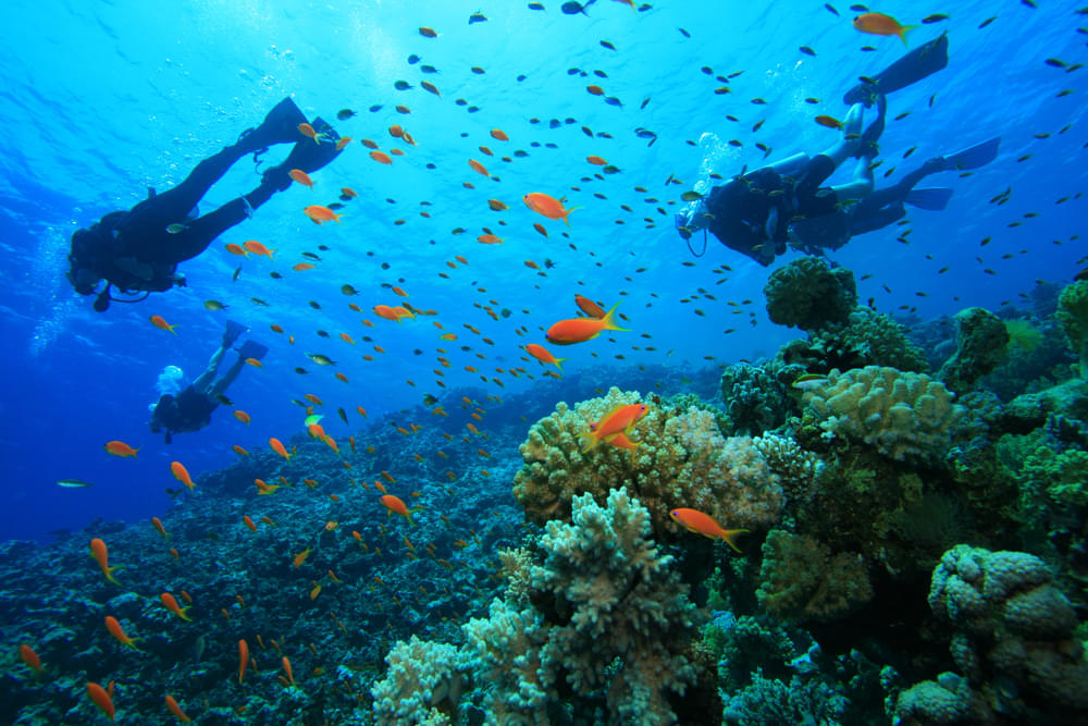 50 Best Scuba Diving Places In The World