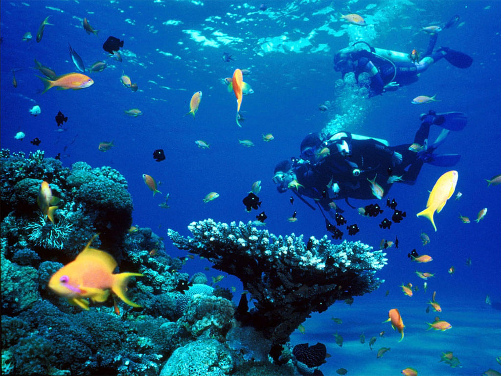 50 Best Scuba Diving Places In The World