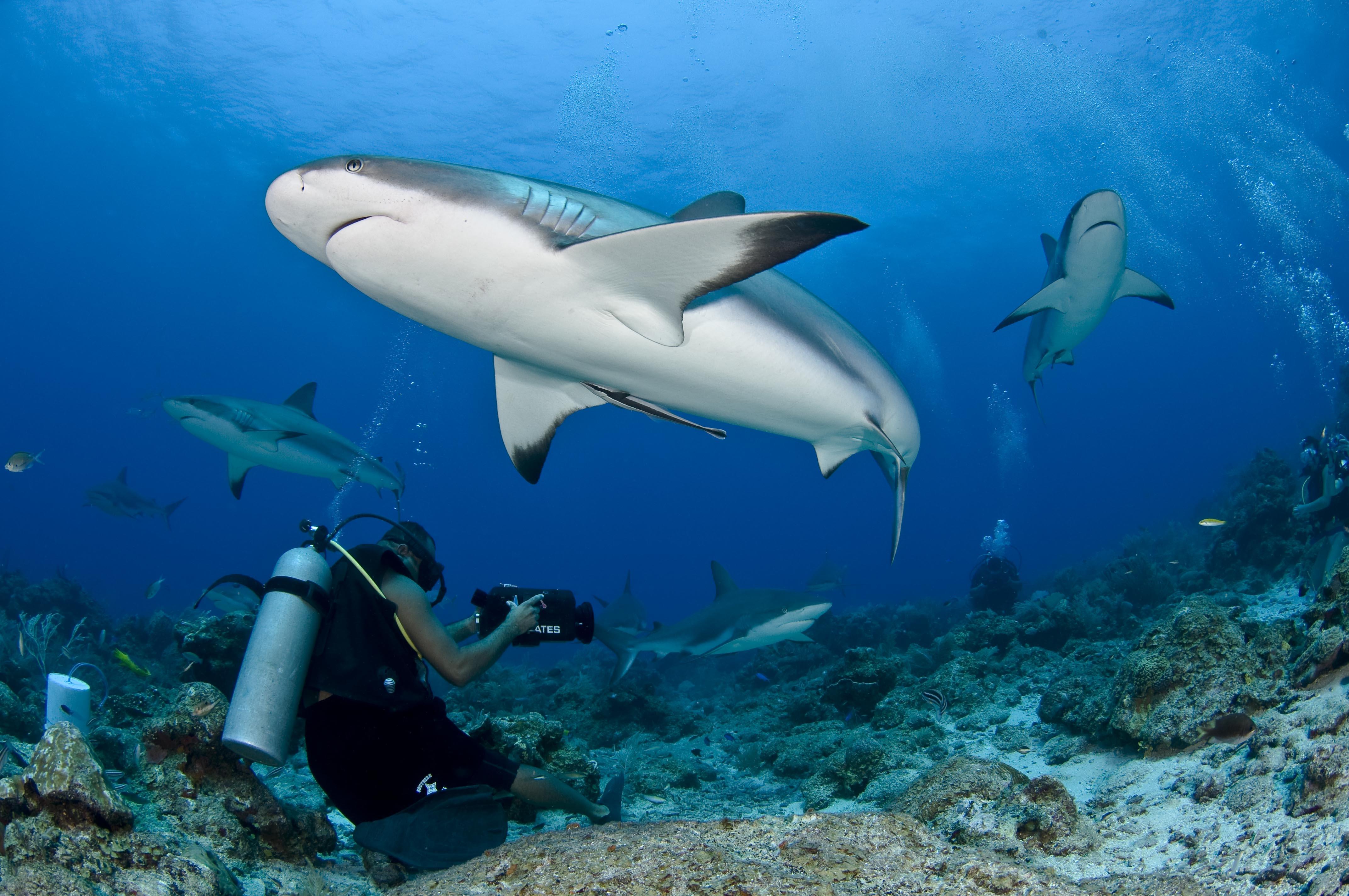 50 Best Scuba Diving Places In The World