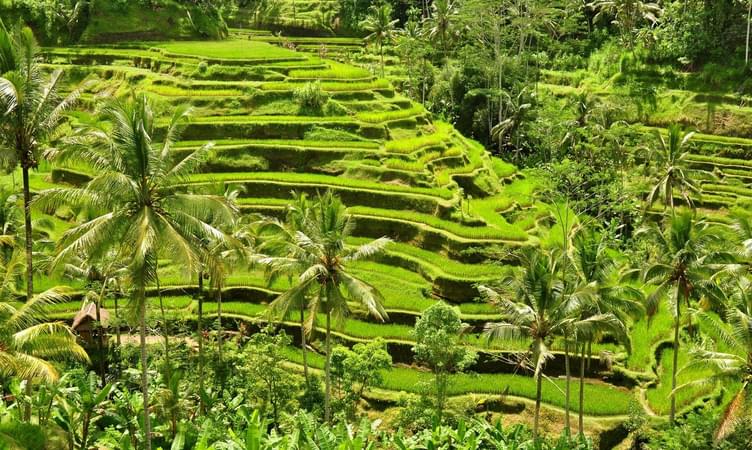 Tegallalang Rice Terraces, Ubud 