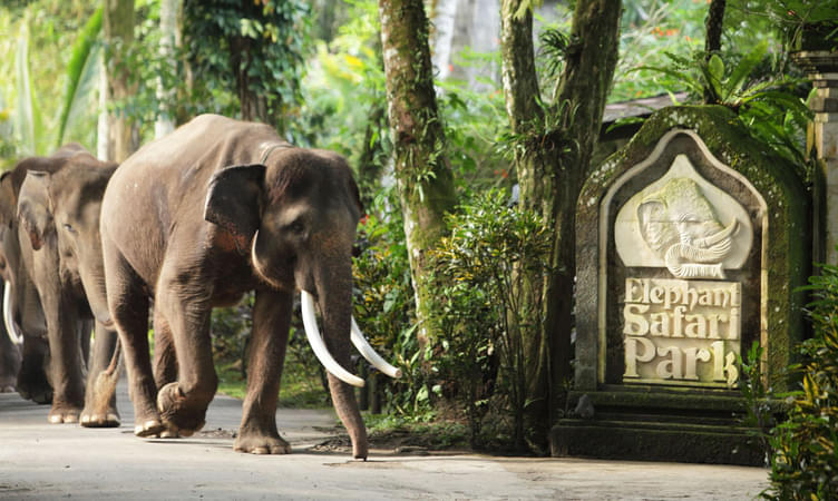 Elephant Safari Park North Ubud 