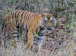Short Trip to Bandhavgarh National Park