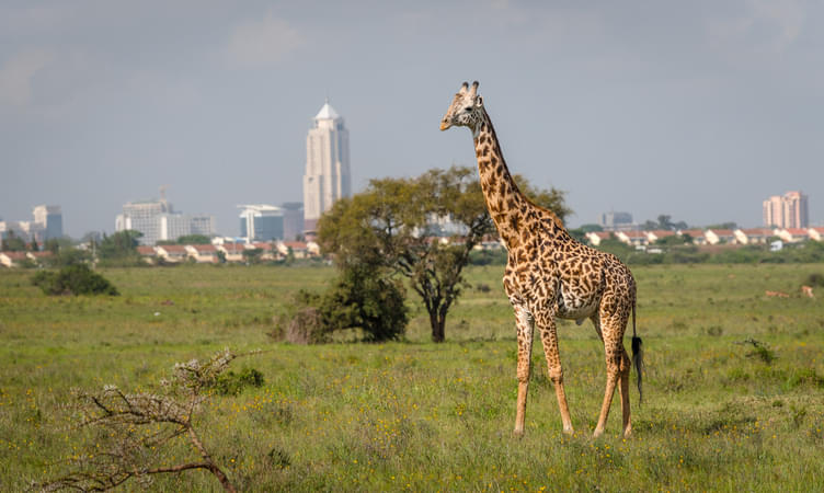  Places to Visit in Nairobi, Tourist Places & Top Attractions