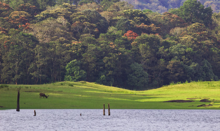 1492268664 periyar national park ramprasad t