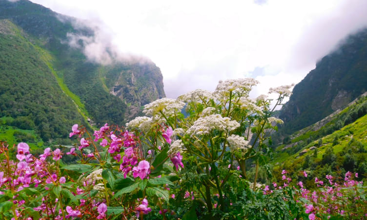 Valley of Flowers with Hemkund Sahib Tour Package