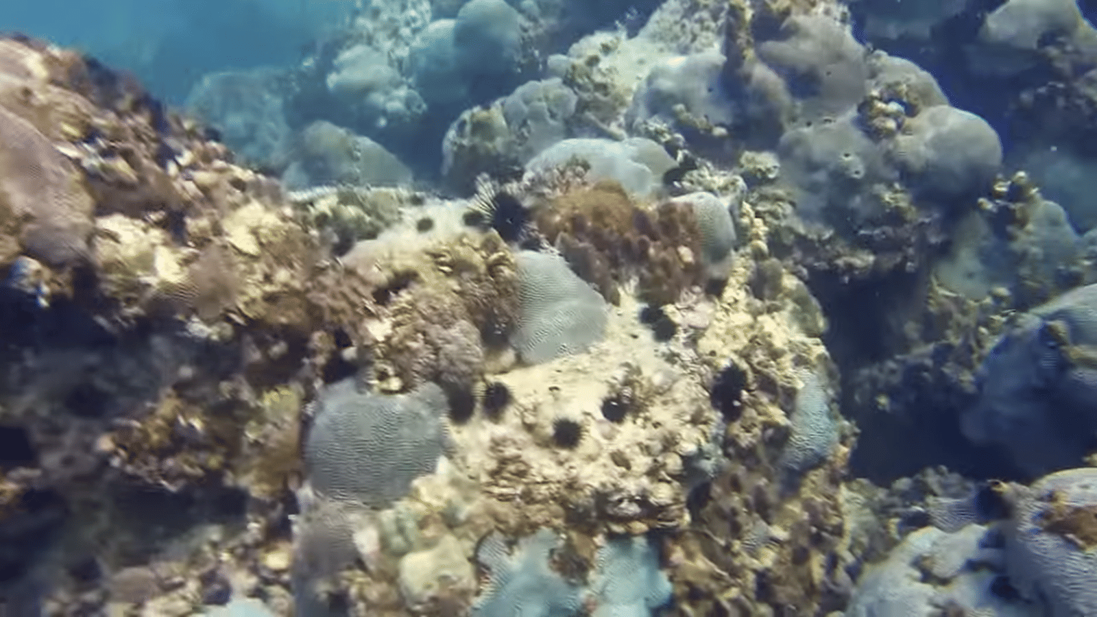 Dubai Scuba Diving Package