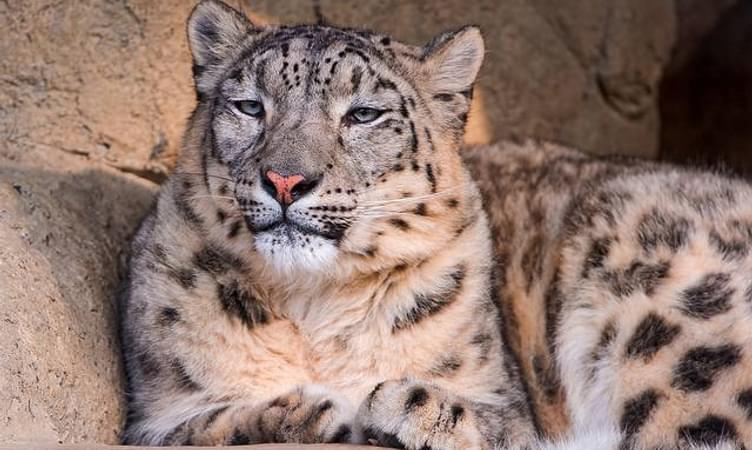 Snow Leopard Sighting at Hemis National Park