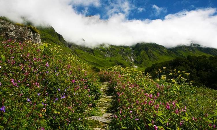Valley of Flowers (513 kms from Delhi)