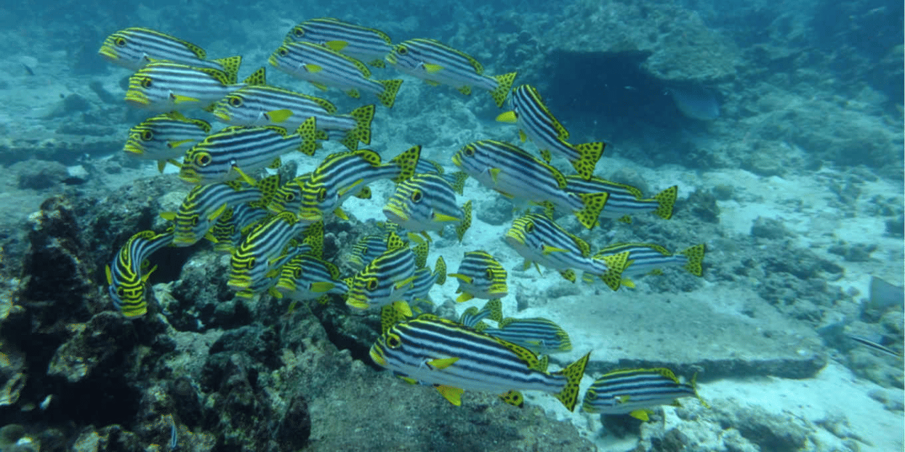 Great Nicobar Biosphere Reserve