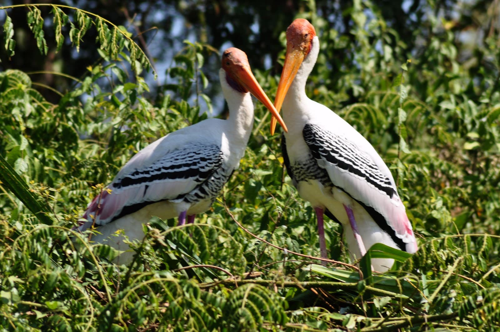 Kokkare Bellur Bird Sanctuary - 87 km from Bangalore